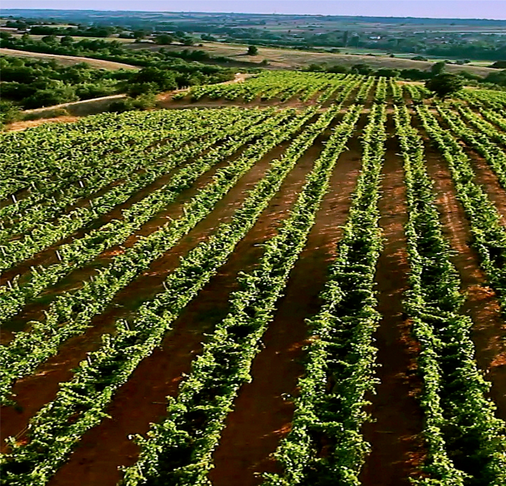 türkiyede şarapçılık1